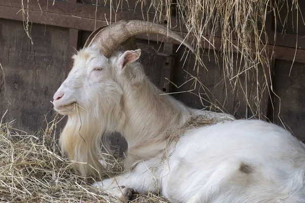 Goat Male Farm — Stock Photo, Image