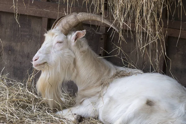 Maschio Capra Nella Fattoria — Foto Stock