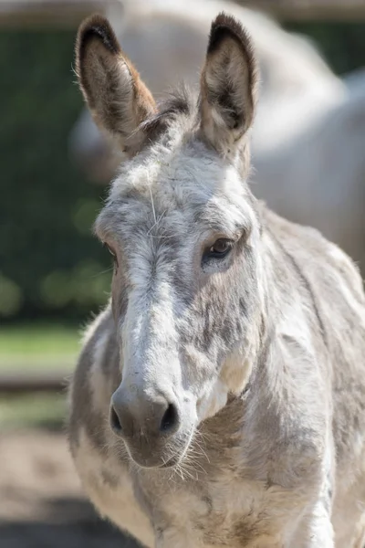 Burro Granja — Foto de Stock