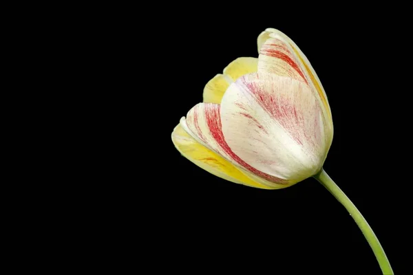 Tulip Flower Spring Garden — Stock Photo, Image