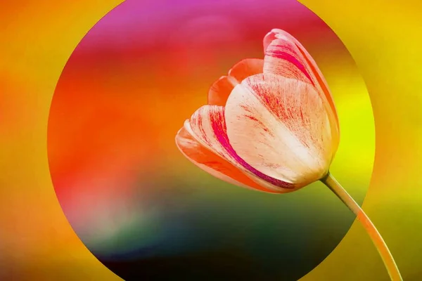 Tulip Flower Spring Garden — Stock Photo, Image