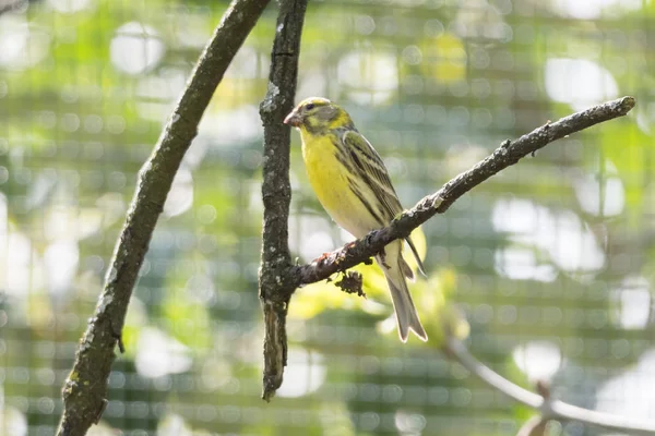 Chloris Chloris Fågel Träd — Stockfoto