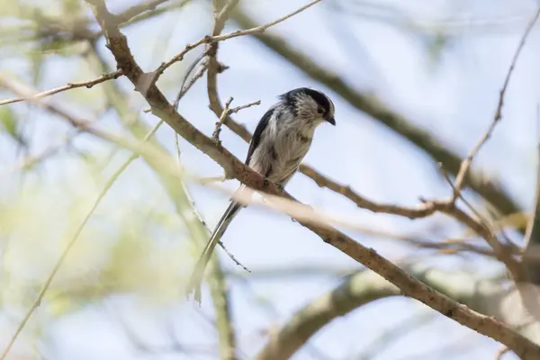 Long Tailed Tit Bird Tree — Stock Photo, Image