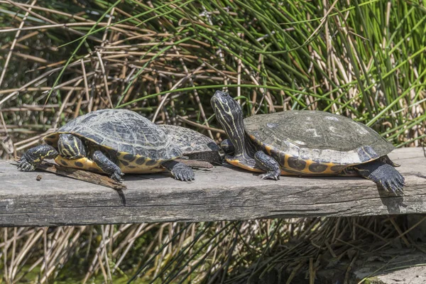 cute turtles rest at sun on pond