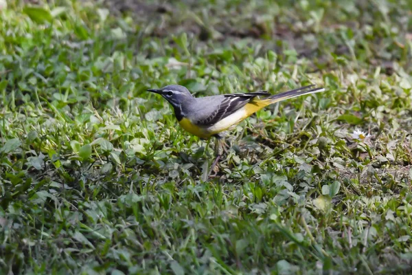 Motacilla Cinerea Oiseau Sur Prairie — Photo