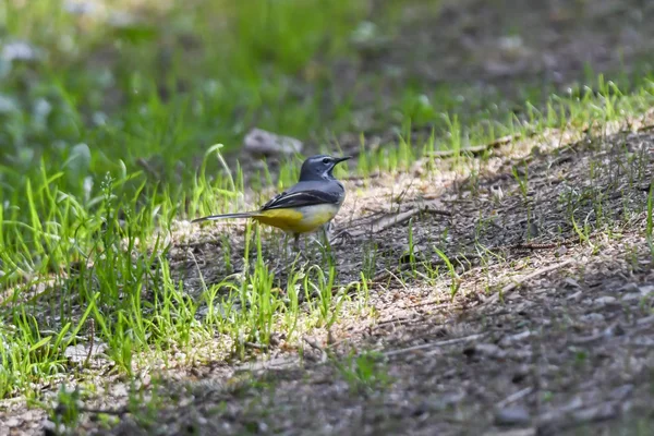 Motacilla Cinerea Ptak Łące — Zdjęcie stockowe