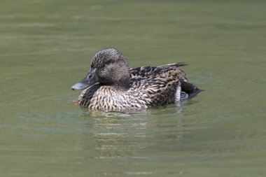 Göl kenarında ördek dinlenme