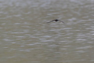 göl üzerinde uçan yutmak