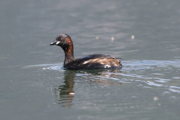 Pato Tachybaptus Ruficollis Lago — Fotografia de Stock