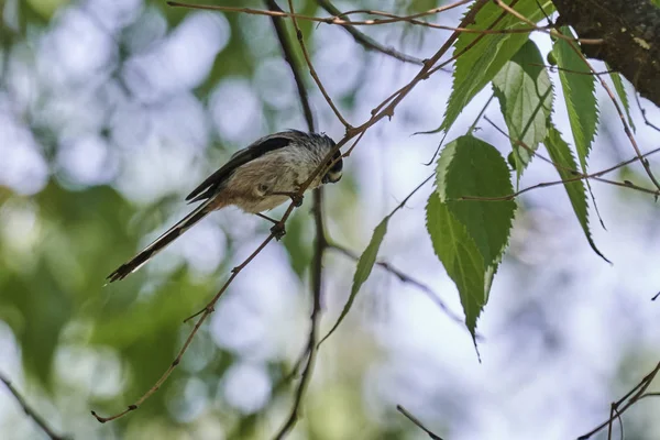 树上长尾山雀鸟 — 图库照片