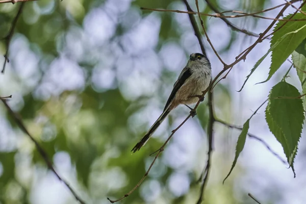 Langschwanzmeisenvogel Auf Baum — Stockfoto