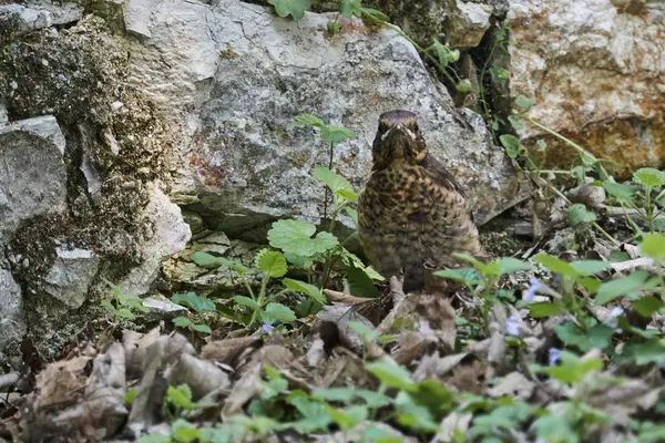 Canção Thrush Turdus Philomelos Parque — Fotografia de Stock