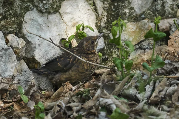 Canção Thrush Turdus Philomelos Parque — Fotografia de Stock