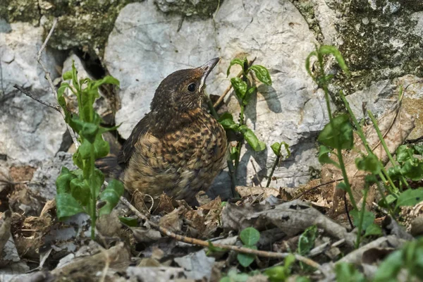 Canção Thrush Turdus Philomelos Parque — Fotografia de Stock