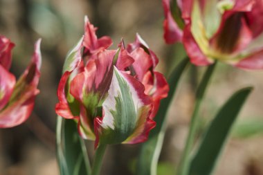 Lale çiçek bahar bahçe