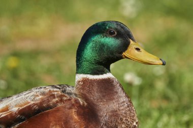 Göl kenarında ördek dinlenme
