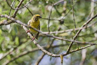 greenfinch chloris kuş ağaç üzerinde