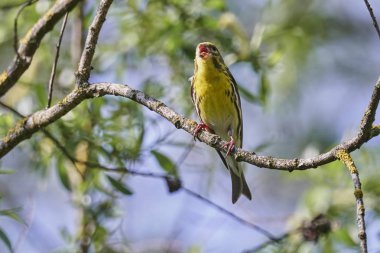 greenfinch chloris kuş ağaç üzerinde