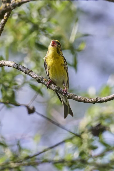 Grünfink Chloris Vogel Auf Baum — Stockfoto