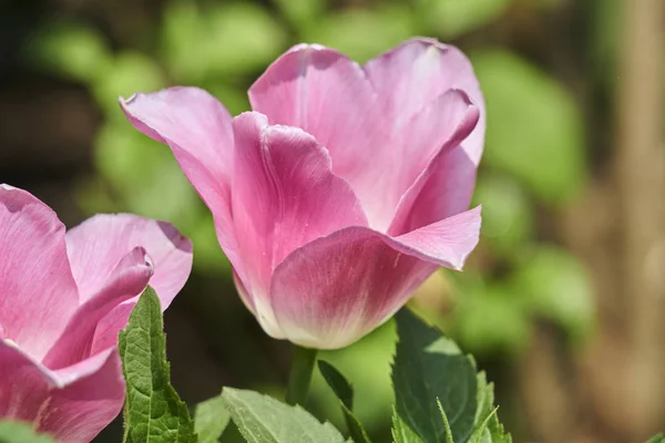 Tulpenblüte Frühling Garten — Stockfoto