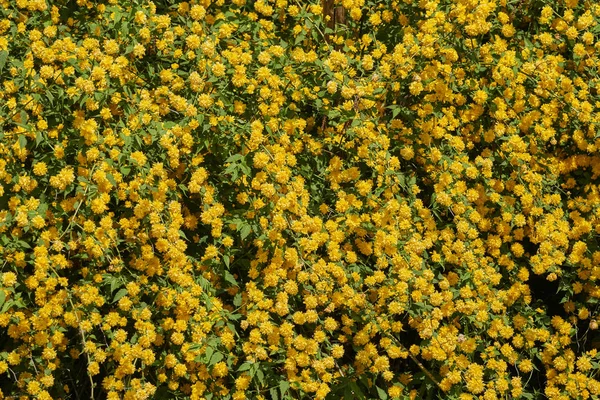 Querria Amarela Flor Japonica — Fotografia de Stock