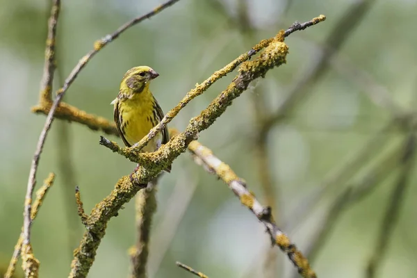 Greenfinch Pássaro Cloro Árvore — Fotografia de Stock