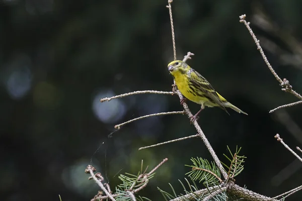 Grönfinken Chloris Fågel Träd — Stockfoto