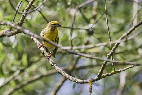 Greenfinch Chloris Bird Tree — Stock Photo, Image