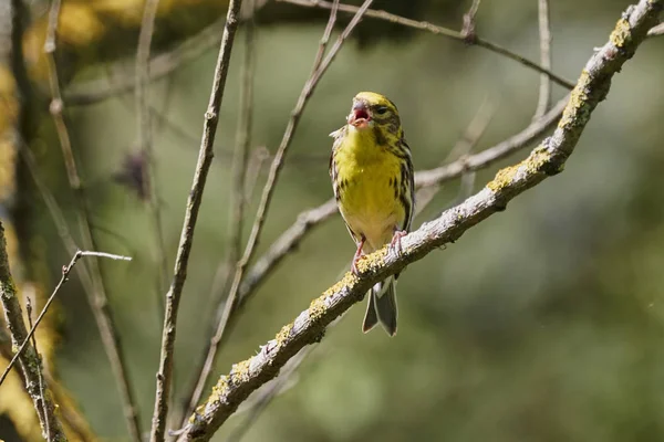 Grünfink Chloris Vogel Auf Baum — Stockfoto