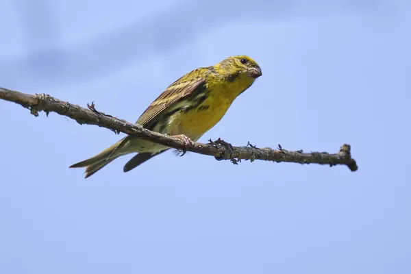 Grünfink Chloris Vogel Auf Baum — Stockfoto