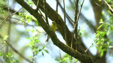 greenfinch chloris kuş ağaç üzerinde