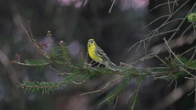 greenfinch chloris kuş ağaç üzerinde