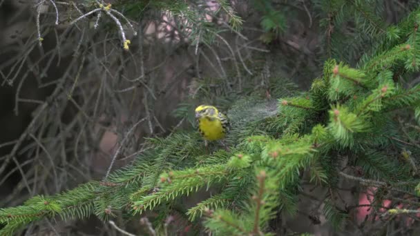 Zvonek zelený chloris ptáček na stromě — Stock video