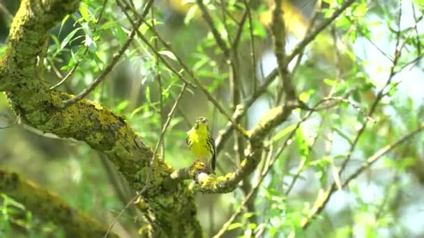 Grünfink Chloris Vogel auf Baum — Stockvideo