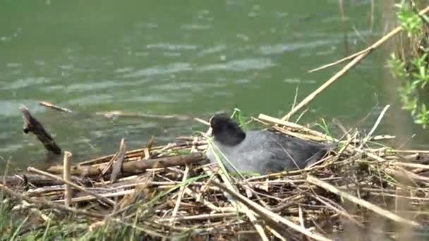 Meerkoet broedeieren in haar nest — Stockvideo