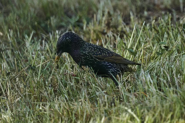 Chant Muguet Turdus Philomelos Oiseau Sur Prairie — Photo