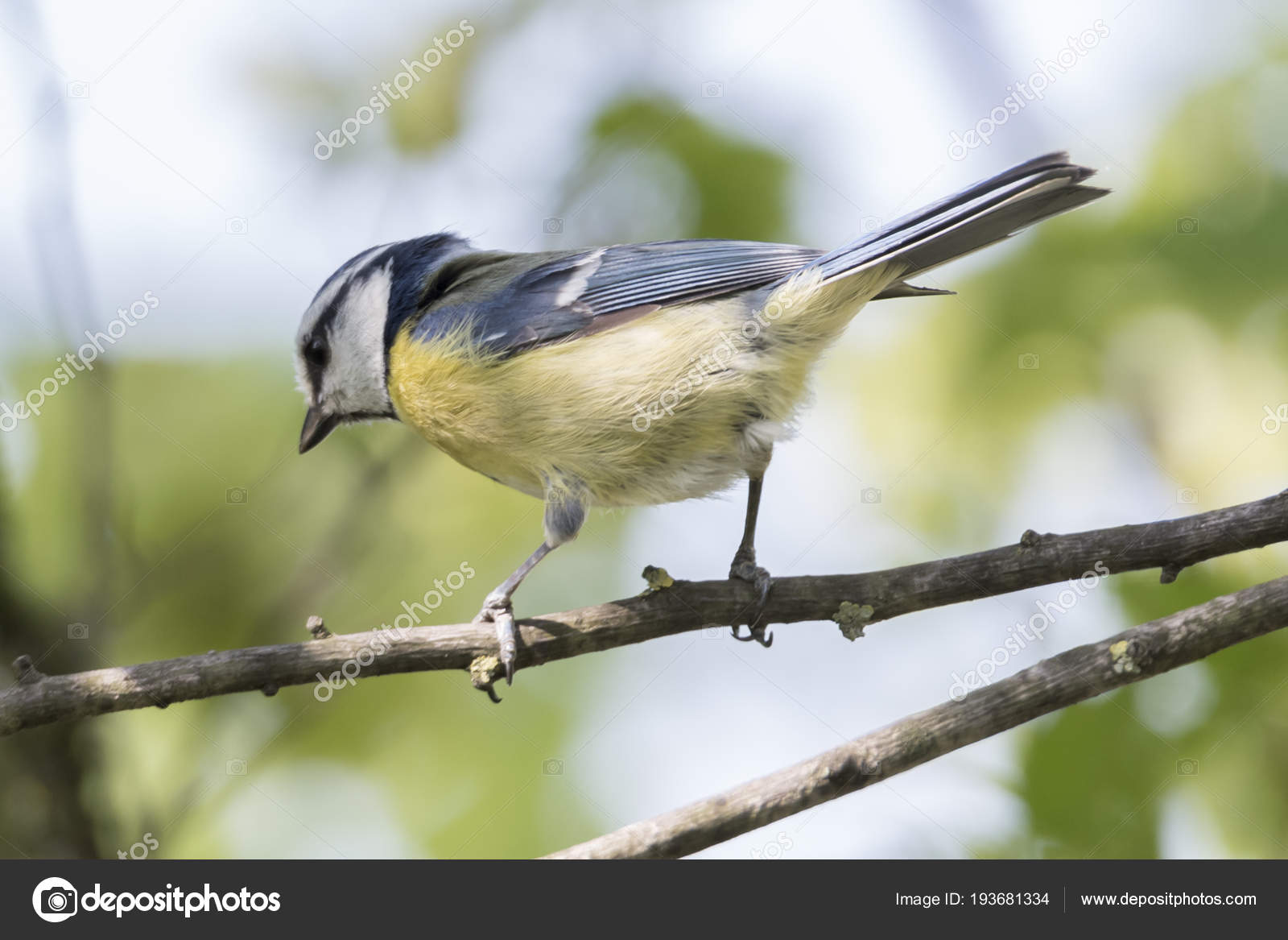 Oiseau Mésange Bleue Cinciarella Sur Arbre Photographie