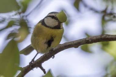 cinciarella Mavi baştankara kuş ağaç üzerinde
