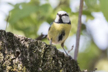 cinciarella Mavi baştankara kuş ağaç üzerinde