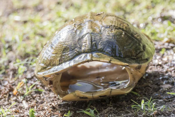 Schildkrötenpanzer Toter Schildkröte Auf Dem Teich — Stockfoto