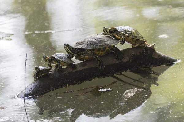 Familie Van Schildpadden Rest Bij Zon Vijver — Stockfoto