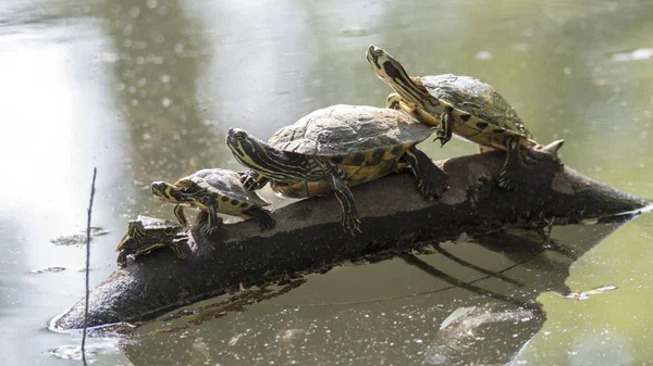 Familie Van Schildpadden Rest Bij Zon Vijver — Stockfoto