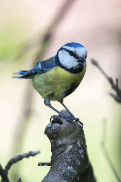 Cinciarella Azul Tit Pássaro Árvore — Fotografia de Stock