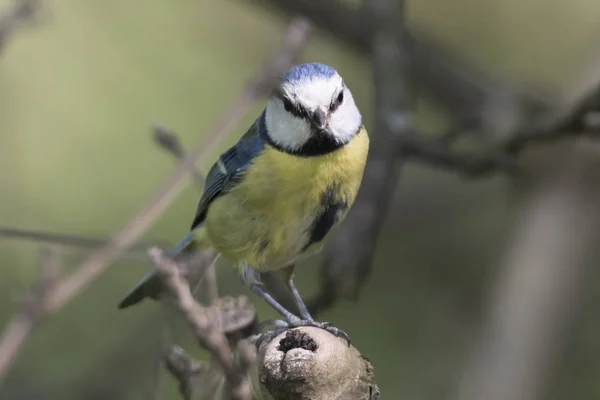 Cinciarella Blaumeise Vogel Auf Baum — Stockfoto