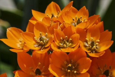 Tükürük otu ornitogallo çiçek vazosu