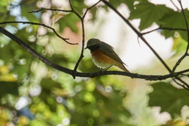 kızılkuyruk phoenicurus kuş şarkı ağaç üzerinde