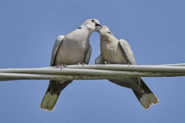 kumrum onun yavruları beslemek için