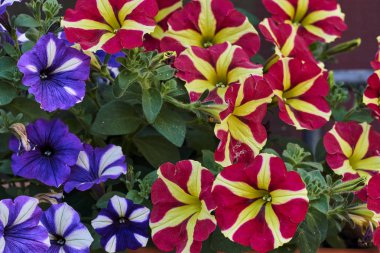 Bellflower bahçede çiçek