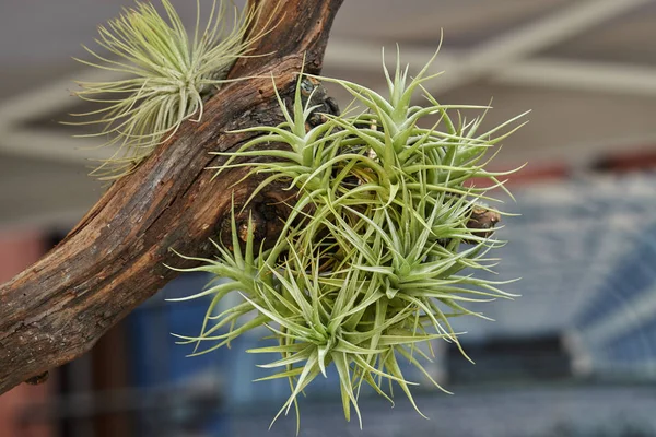 Tillandsia Kwiat Ogrodzie — Zdjęcie stockowe