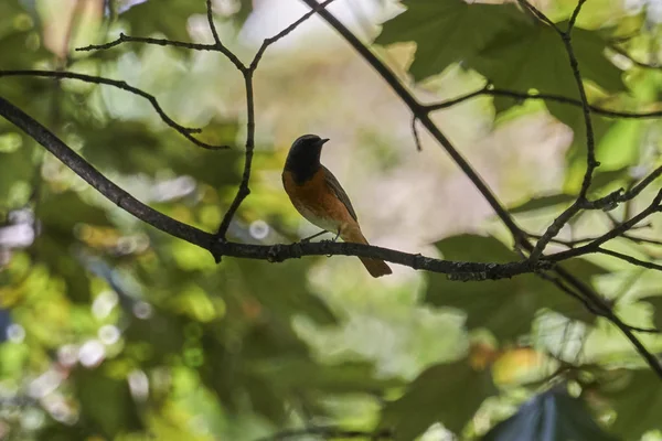 Redstart Phoenicurus Bird Singing Tree — Stock Photo, Image